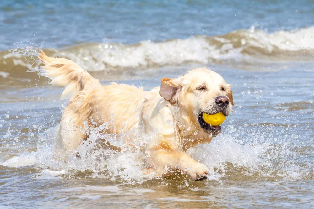 Golden Retriever at the beach has fun