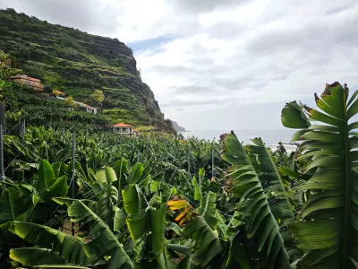 View out to see from the banana plantation in Madeira, Portugal / Foto: Istockphoto