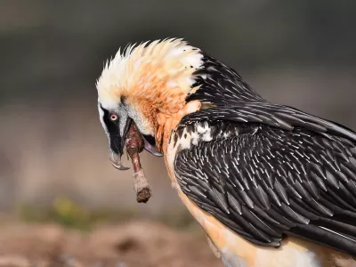 Prelepa ptica, ki pa v svoje gnezdi prinaša marsikaj zanimivega. / Foto: Istock