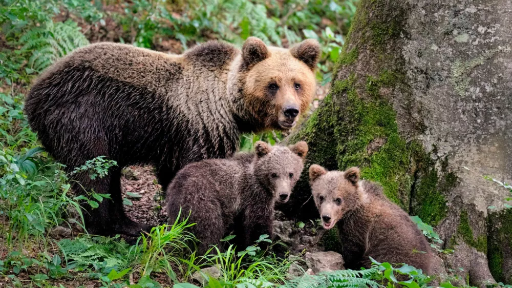 Upravljanje populacije medveda se odmika od stroke