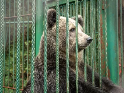 Medvedka Mici že nestrpno čaka na svojo svobodo. preselili jo bodo v naslednjih tednih. Foto: FOUR PAWS