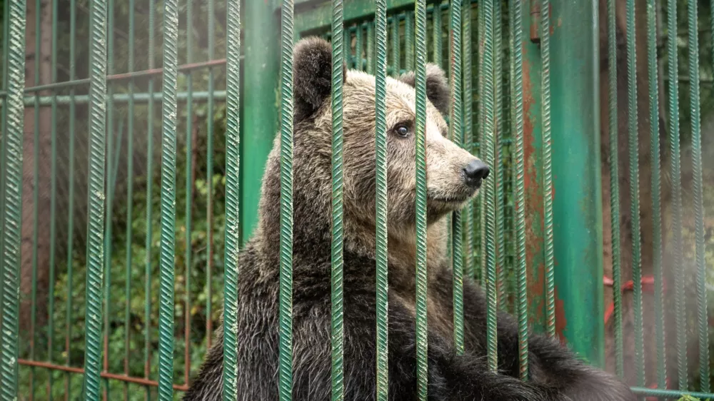 Medvedka Mici že nestrpno čaka na svojo svobodo. preselili jo bodo v naslednjih tednih. Foto: FOUR PAWS