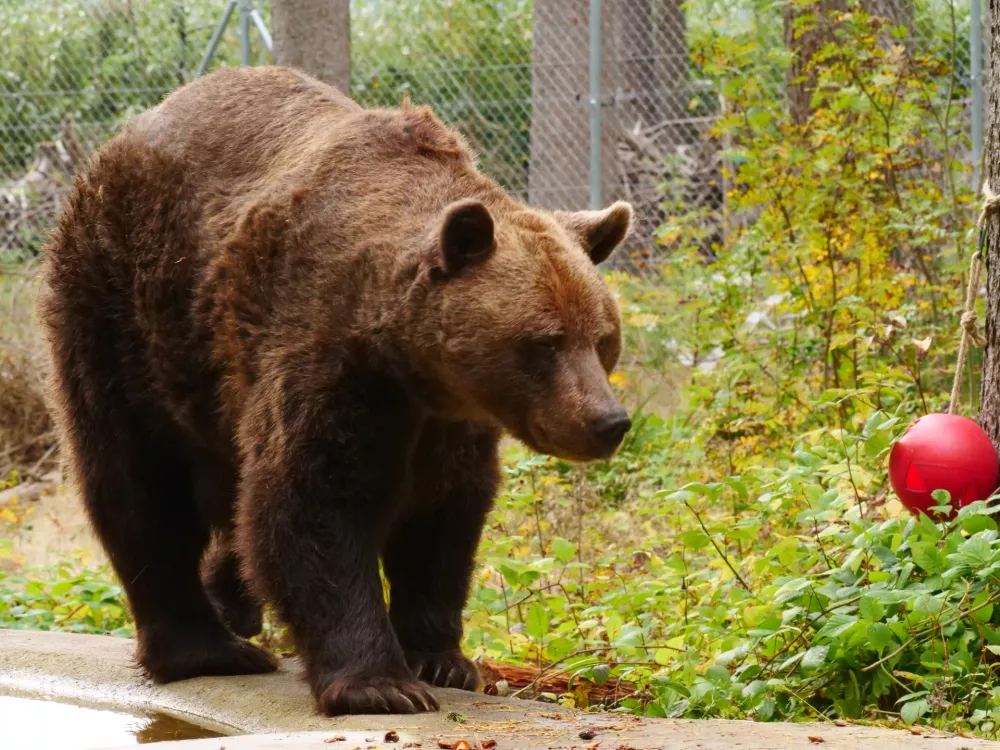 Medve Felix uživa v medvedjem rezervatu v avstrijskem Arbesbachu. Foto: FOUR PAWS 