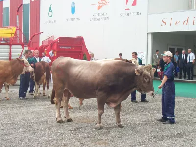 kmetijski sejem, bik krava