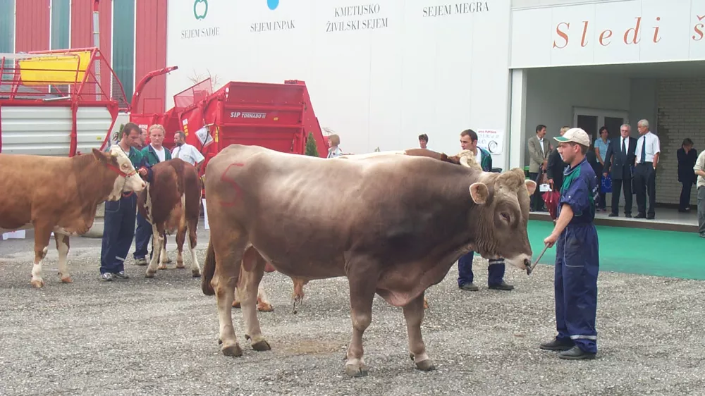 kmetijski sejem, bik krava