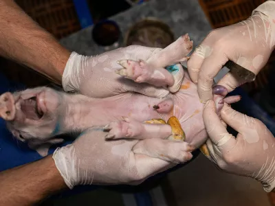 pujsek, kastracija na živo. Foto: AETP