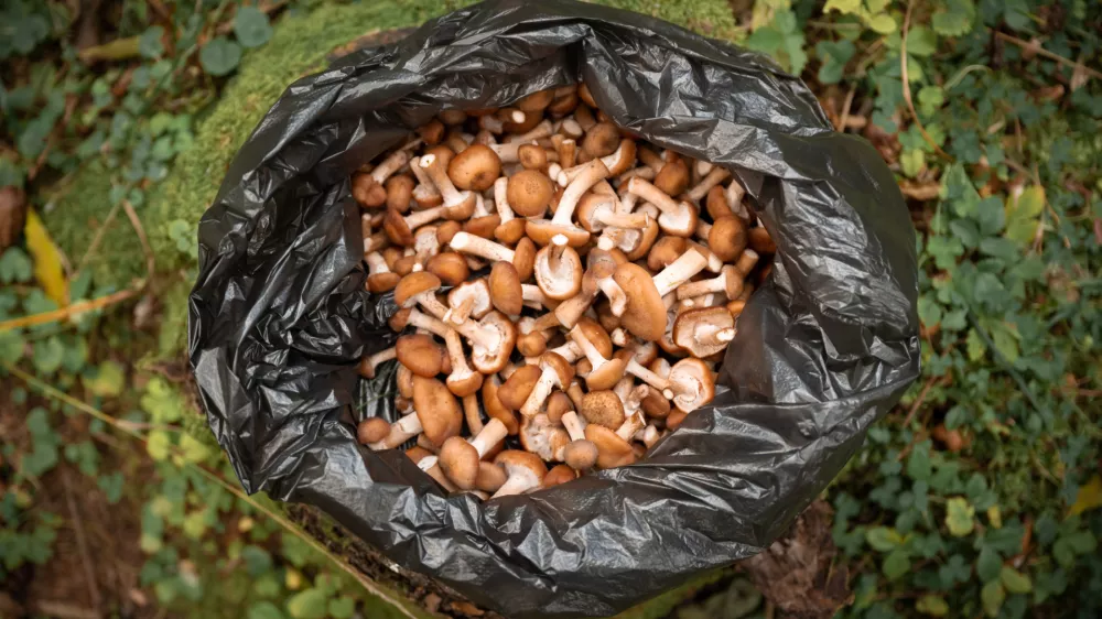 Gobe v plastični vrečki - to ni najboljša ideja. / Foto: Istock