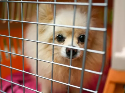 A dog sits in a carrier waiting to be transported away from a dog meat farm in Haemi, South Korea on Thursday, October 22, 2020. Some smaller dogs were bred as pets on the farm as well. Photo by /UPI,Image: 565220408, License: Rights-managed, Restrictions:, Model Release: no