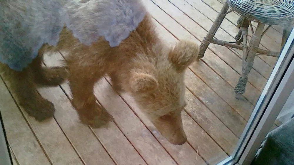 Takole je medved prihlačal na balkon in iskal hrano. Zato opozorila, da zunaj ne puščate hrane, niso odveč. 