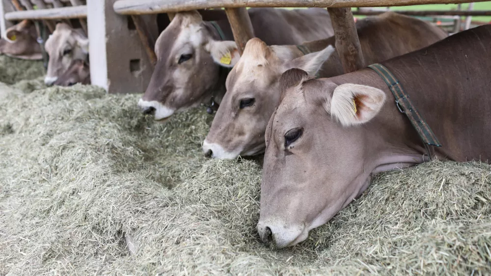 - krave molznice na paši - - 01.06.2022 – Trebnje - Ekološka kmetija Kukenberger – Ekosirarna, ekološka pridelava in predelava mleka, Gorenje Ponikve 20, //FOTO: Bojan Velikonja