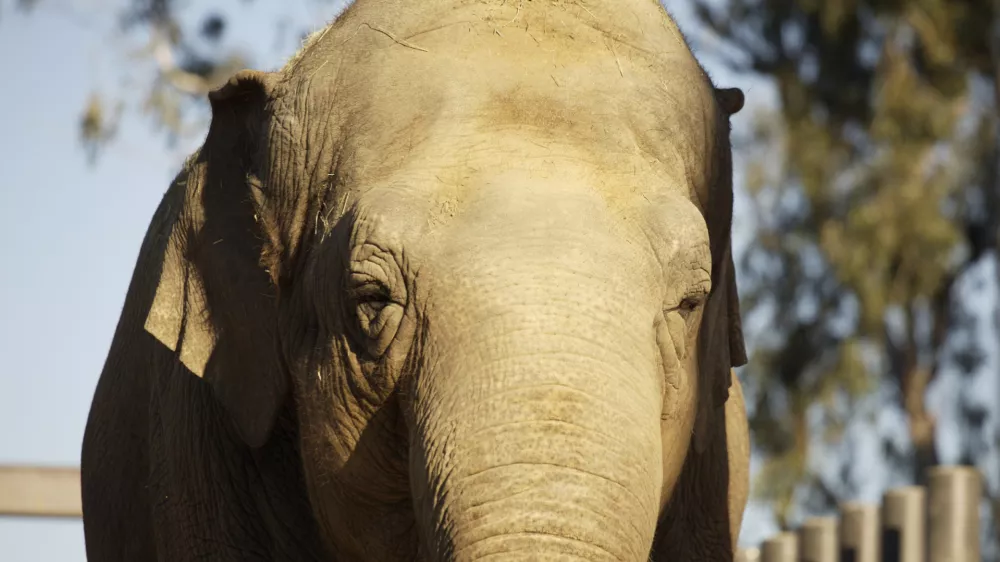 Azijski sloni slikai