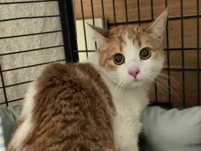 Ženska je na Prevaljah v stanovanje zaklenila mucka in šla. 