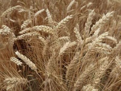 kmetijstvo, polje, pšenica. Foto: Tatjana Pihlar 