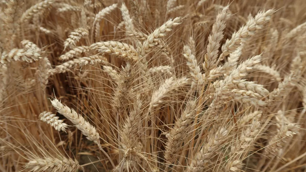 kmetijstvo, polje, pšenica. Foto: Tatjana Pihlar 