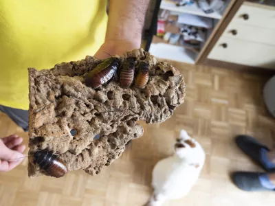 - ščurki - 21.04.2022 – eksotične živali v Ljubljani - //FOTO: Nik Erik Neubauer