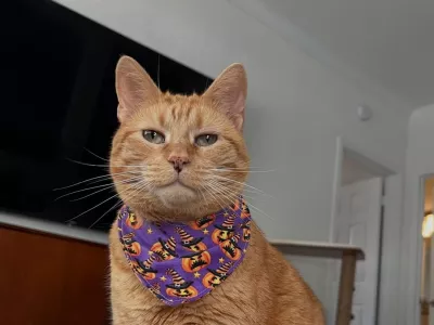 Oranžna mačka Almond. / Foto: Ig/almondandcashie