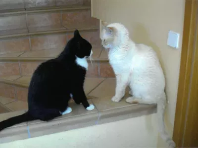 Muci Timi in Maša / Foto: Karl Drago Walch