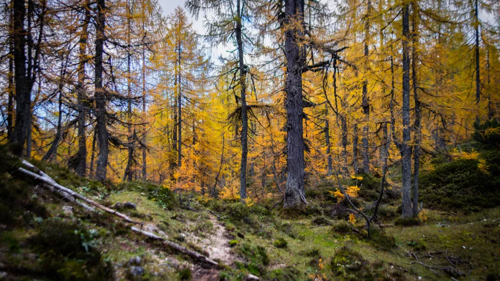 Pokljuka.Jesenski gozd na Pokljuki.