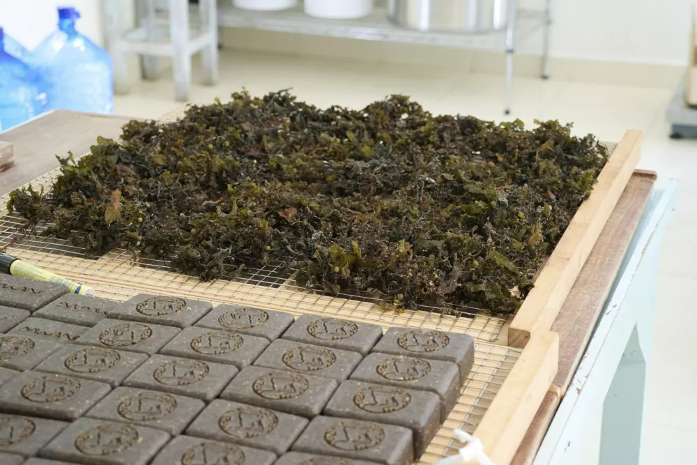 Handcrafted soaps made out of seaweed sits at Mwani Zanzibar, a boutique seaweed farm and factory, in Paje, Zanzibar, Tanzania, Thursday, July 24, 2025. (AP Photo/Jack Denton)