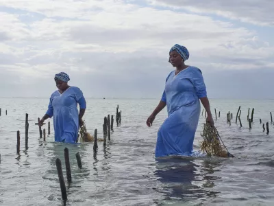 Employees of Mwani Zanzibar, a boutique seaweed farm and factory, harvest eucheuma spinosum seaweed in the waters off of Paje, Zanzibar, Tanzania, Thursday, July 24, 2025. (AP Photo/Jack Denton)
