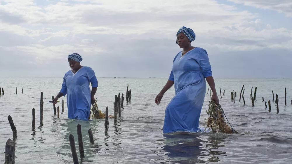 Employees of Mwani Zanzibar, a boutique seaweed farm and factory, harvest eucheuma spinosum seaweed in the waters off of Paje, Zanzibar, Tanzania, Thursday, July 24, 2025. (AP Photo/Jack Denton)