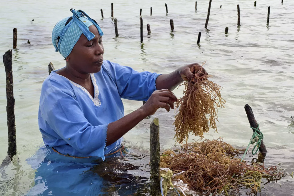 An employee of Mwanzi Zanzibar, a boutique seaweed farm and factory, tends to seaweed in the waters off Paje, Zanzibar, Tanzania, Thursday, July 24, 2025. (AP Photo/Jack Denton)