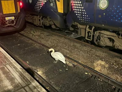 Labod na železniški postaji v Glasgowu