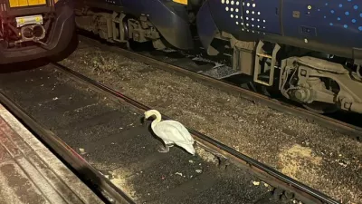 Labod na železniški postaji v Glasgowu