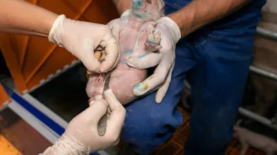 Kastriranje pujskov na živo. Foto: društvo AETP