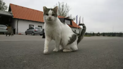 Zavetišče za zapuščene živali Gmajnice 30, azil za živali namenjen začasni namestitvi zapuščenih živali psov in mačk //FOTO: Luka CjuhaOPOMBA: ZA OBJAVO V ČASOPISU DNEVNIK