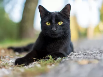 A Close-up shot of a black cat with yellow eyes lying on the ground in a natural outdoor setting / Foto: Wirestock