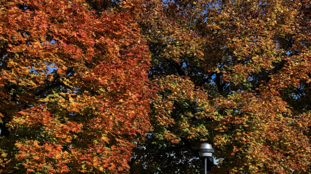 - 24.10.2025 - reportaža jesen, Ljubljana//FOTO: Jaka Gasar