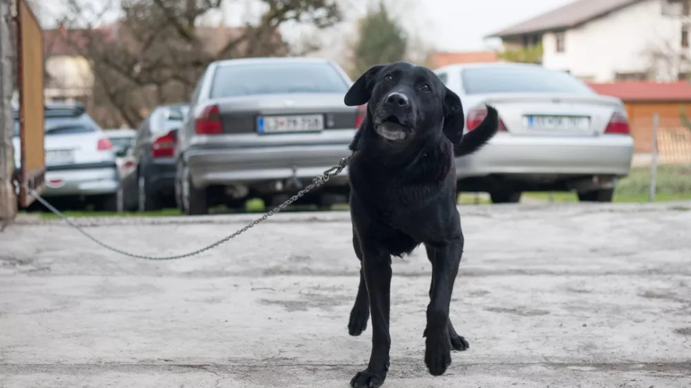 ﻿- 17.11.2015 - simbolična fotografija - pes na verigi - vrvica -   //FOTO: Maja Marko