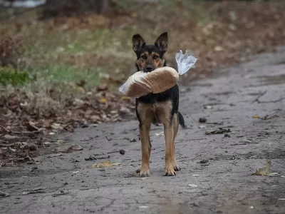 A stray dog ​​holds a plastic bag with bread in its teeth in the frontline town of Kostiantynivka, amid Russia's attack on Ukraine, in Donetsk region, Ukraine November 1, 2025. REUTERS/Yan Dobronosov
