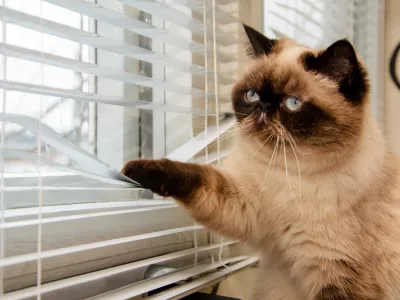 Mačka, ki komaj čaka na vrnitev skrbnika. / Foto: Istock