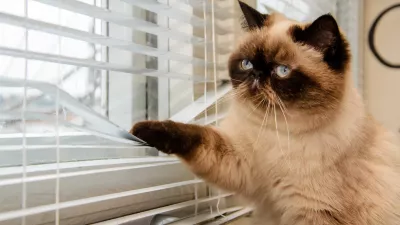 Mačka, ki komaj čaka na vrnitev skrbnika. / Foto: Istock