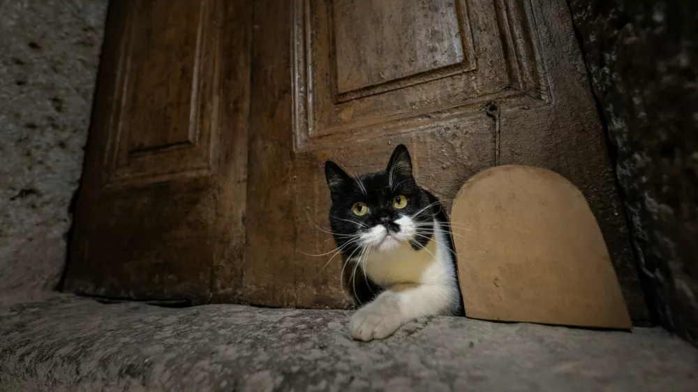ISTANBUL, TURKIYE - OCTOBER 23: A cat rests by the restored â€œcat doorâ€ in the Harem section of Topkapi Palace, a centuries-old passage originally built for palace cats during the Ottoman era, in Istanbul, Turkiye, on October 23, 2025. Sebnem Coskun / Anadolu,Image: 1048516693, License: Rights-managed, Restrictions:, Model Release: no / Foto: Profimedia