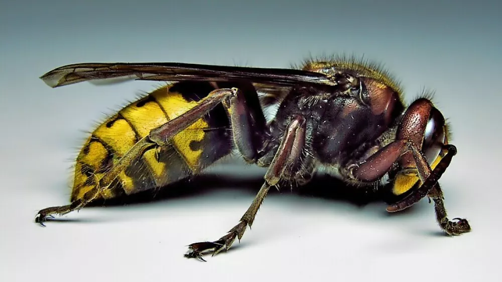 Pik sršena je lahko tudi smrtonosen. 