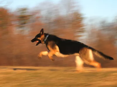Nemški ovčar. Foto: Reuters/Alamy