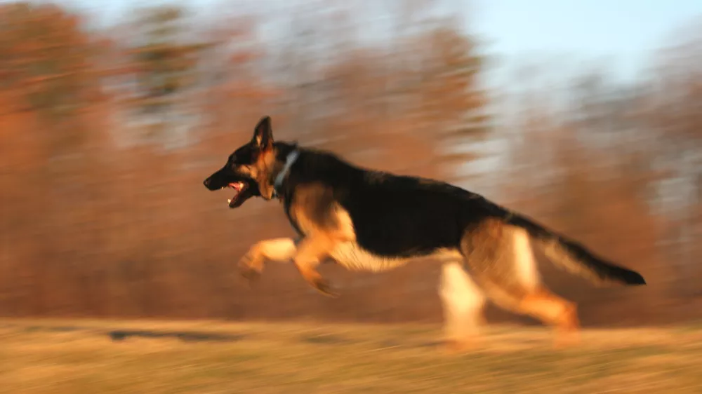 Nemški ovčar. Foto: Reuters/Alamy