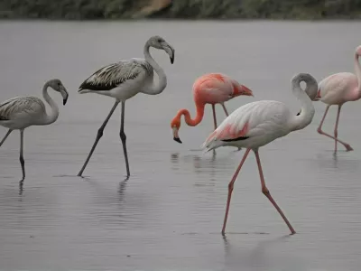 V Krajinskem parku Secoveljske soline so v zadnjih oktobrskih dneh med jato navadnih plamencev opazili tudi ameriskega plamenca. To vrsto z latinskim imenom Phoenicopterus ruber so v Sloveniji opazili sploh prvic. Foto: M. Zajc/Krajinski park Sečoveljske soline