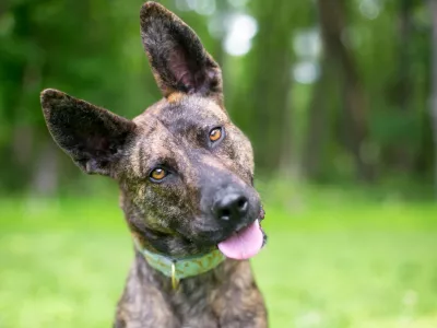 A brindle Dutch Shepherd mixed breed dog listening with a head tilt