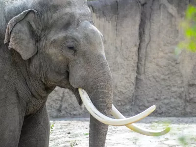 Afriški slon. Simbolična