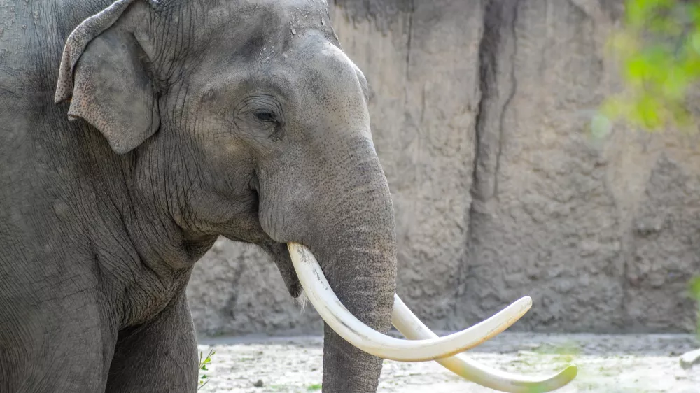 Afriški slon. Simbolična