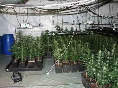 Šmarski policisti so v Kozjem odkrili prostor, v katerem je 42-letnik prideloval konopljo. 