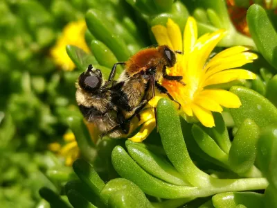 Parjenje na cvetu / Foto: Istock