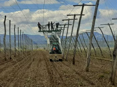 Savinjska dolina, hmelj, hmeljišče, nameščanje vodil. Foto. Tatjana Pihlar 