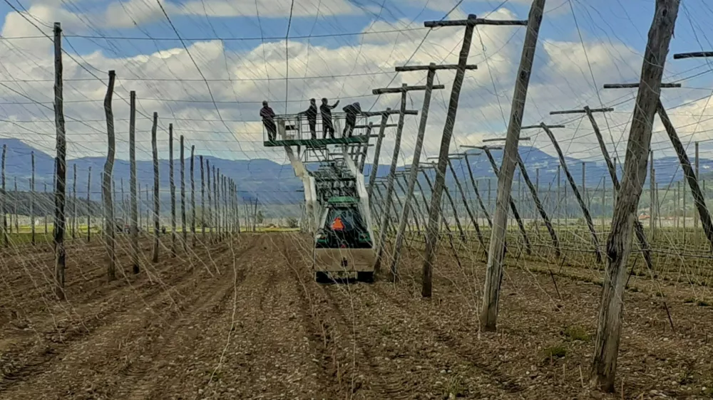 Savinjska dolina, hmelj, hmeljišče, nameščanje vodil. Foto. Tatjana Pihlar 
