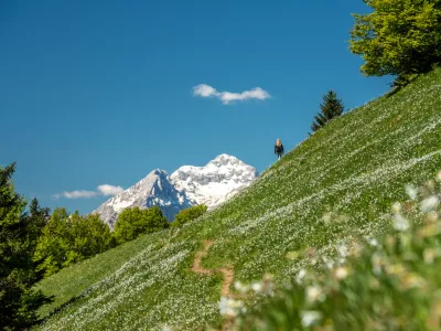 karavanke narcise gore / Foto: Gregaerzen