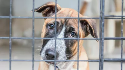 Shelter for homeless dogs, waiting for a new owner